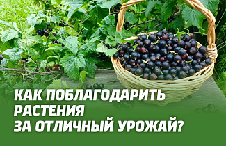 Как поблагодарить растения за отличный урожай?