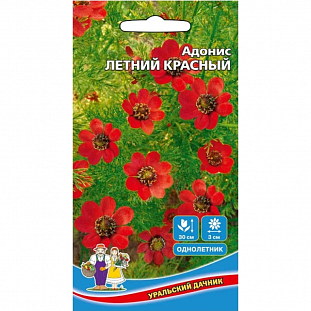Семена Адонис Летний красный