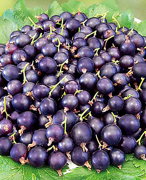 Саженцы Смородиново-Крыжовниковый гибрид Йошта