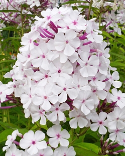 Флокс метельчатый Нирвана