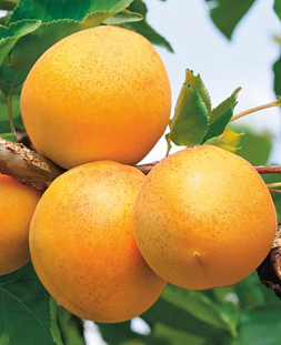 Саженцы Абрикос Кичигинский