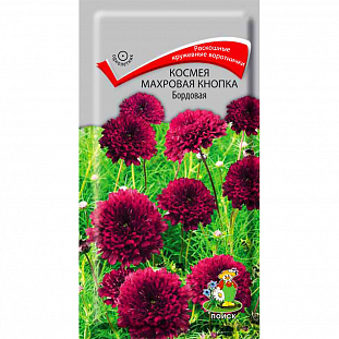 Семена Космея Махровая кнопка Бордовая