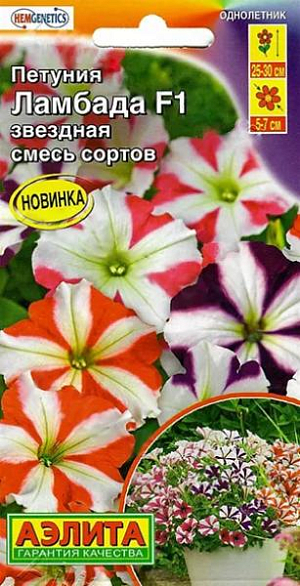 Семена&nbsp;Петуния многоцветковая Ламбада звездная F1. Гибриды на протяжении всего вегетационного периода сохраняют правильную форму, представляя собой компактный кустик, высотой 25-30 см, полностью усеянный большим количеством цветков. Цветы, диаметром 5-7 см, поражают восхитительной окраской и пышностью цветения. Прекрасный материал для цветников, рабаток и бордюров в саду, где петуния образует сплошной ровный ковер. Красиво и аккуратно смотрится в подвесных корзинах, горшках и балконных ящиках.