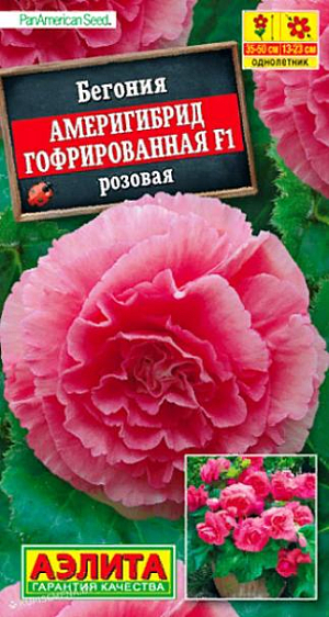 Семена Бегония Америгибрид гофрированная F1 розовая.<br>
 <br>
 Феноменально крупный цветок! При хорошем уходе достигает 23 см. в диаметре! Шедевр селекции. Выведена в американской фирме PanAmerican, которая уже в пятом поколении специализируется на клубневых бегониях. Таким потенциалом крупноцветковости не может похвастаться ни одна из известных серий. Растение имеет кустовой габитус. Высота куста 35-50 см., ширина – 25-30 см. Роскошными густомахровыми цветками в открытом грунте можно любоваться все лето. При выращивании в горшках бегония цветет с апреля по ноябрь. К концу вегетации формируются клубни диаметром 4-6 см., которые можно сохранить зимой при температуре не выше +10 °С и использовать для посадки в следующем сезоне.<br>
 <br>
  Семена в гранулах! Гранулы располагают на поверхности почвы, не заделывая их, хорошо увлажняют из распылителя. При попадании влаги на гранулу оболочка должна раствориться. Посевы накрывают стеклом для сохранения постоянной влажности до полных всходов. Всходам требуется подсветка, но не более 10 часов в сутки.<br>