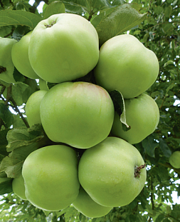 Саженцы Яблоня Антоновка