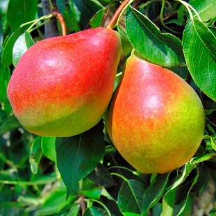 Саженцы Груша Лесная красавица