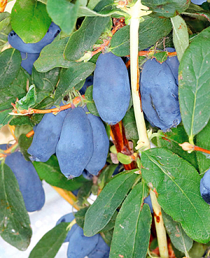 Саженцы Жимолость Бореал Близзард