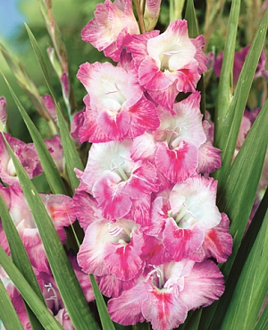 Гладиолус Рязань