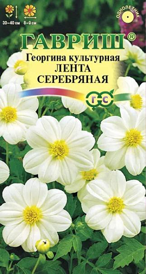 Семена Георгина Лента серебряная<br>
 <br>
Одно из любимых однолетних растений для цветников и срезки. Формирует компактный кустик высотой до 40-50 см. Образует многочисленные ветвистые стебли высотой 40-50 см. Цветение продолжительное и обильное с июля до заморозков. Соцветия ярко-красные, диаметром 8-9 см. Предпочитает солнечные, защищенные от ветра участки с рыхлой, плодородной почвой. Выращивается рассадным способом. Посев семян на рассаду проводят в марте-апреле. Используется для посадки на клумбах, рабатках, в группах, контейнерах.
