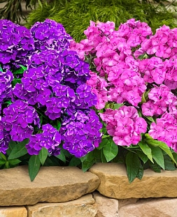 Саженец Флокс метельчатый Набор Бамбини