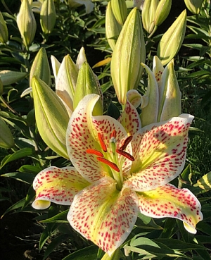 Лилия Тайгер Мун