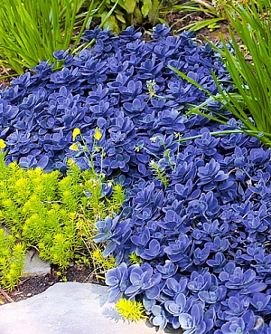 Седум (очиток) гибридный Блю Перл