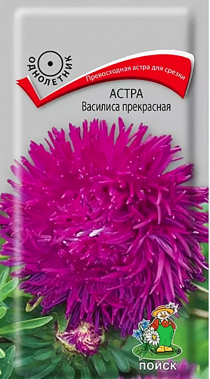 Семена Астра Василиса прекрасная. Превосходные цветы для срезки. Куст узкий, букетной формы, прочный, высотой 75 см. На растении 12-15 махровых, диаметром 8-10 см соцветий. Окраска соцветий карминно-розовая. Короткие изогнутые внутрь и закрученные лепестки придают соцветию характерную коготковую форму. Цветет август-сентябрь. Используют очень широко: для посадки в сборные цветники группами, на рабатки – рядами и на срезку.<br>
 <br>
 <br>
 Растение предпочитает открытое солнечное место, но выносит и полутень. Лучше растет на легких, плодородных почвах. Не переносит внесения  органических удобрений в год посадки. Сорт устойчив к неблагоприятным погодным условиям. Семена высевают с середины февраля по апрель. Глубина заделки семян 0,5 см. При температуре почвы +20°C всходы появляются на 7-14 день. Через 3-4 недели посевы пикируют и выращивают при температуре почвы +12-15°C. В грунт рассаду высаживают во второй половине мая, выдерживая расстояние между растениями 20-30 см.<br>