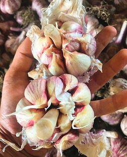 Чеснок озимый Атач 10 шт