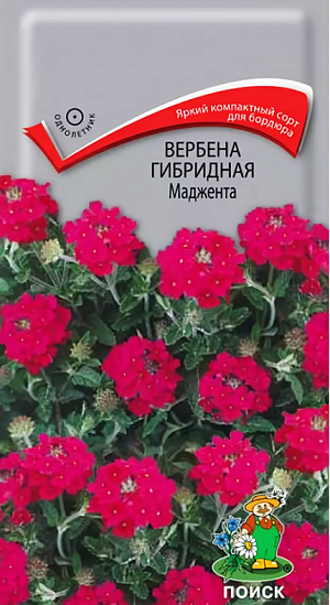<div>
 Семена Вербена гибридная Маджента.
</div>
 Очень яркое бордюрное растение!&nbsp;Растение компактное высотой 20 см. Небольшие ярко-малиновые цветы собраны в шаровидные соцветия, великолепно смотрятся на фоне ажурной листвы. Цветение обильное с июня по октябрь. Используют для клумб, рабаток, на срезку.<br>
 <b><br>
 </b>.&nbsp;Растение достаточно холодостойкое, предпочитает солнечные места. Хорошо растет на любой дренированной почве. Для выращивания рассады посев семян производят в конце февраля - начале марта в ящики. Всходы появляются через 10-20 дней. Посадку на место производят в конце мая, выдерживая расстояние между растениями 15-20 см.&nbsp;