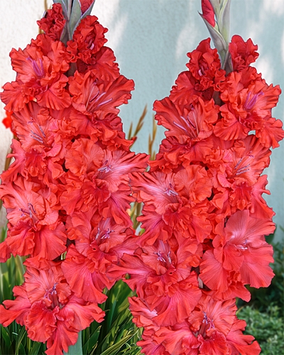 Гладиолус Метель Августа