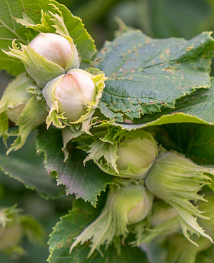 Саженцы Фундук Исаевский