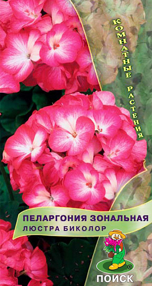 Семена Пеларгония зональная Люстра Биколор. Великолепная компактная форма. Растения высотой около 35 см. Листья округлые, с темным пятном в форме подковы. Цветы диаметром до 2,5 см малиновые с белым мазком в центре лепестка. Прекрасно подходит для горшечной культуры, летом можно высаживать в открытый грунт и балконные ящики. <br>
Растение засухоустойчивое, предпочитает солнечное месторасположение и рыхлые плодородные почвогрунты. Посевы можно проводить начиная с января. Глубина заделки семян 0,5 см. Посадочную емкость накрывают стеклом и ставят в освещенное место. При температуре почвы +20°С всходы появляются на 15-20 день. В фазе 2-3-х настоящих листочков сеянцы пикируют. Для лучшего кущения рассаду прищипывают над 5-6 листом.