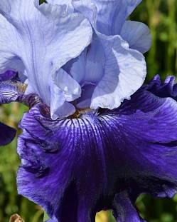 Ирис бородатый Ворлд Премьер