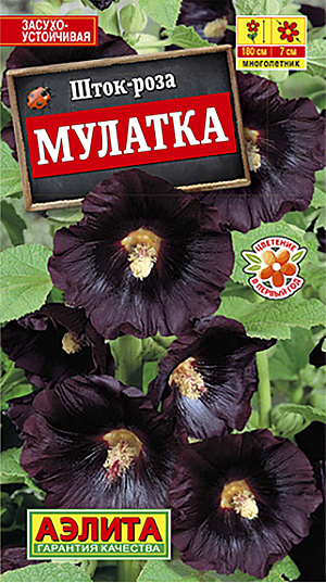 Семена Шток-роза Мулатка.
Величественное, стройное растение с очень крупными ( Ø 5-7 см), почти черными цветками, собранными в гигантские соцветия. Кусты прочные, с множеством стеблей высотой до 150 см. Цветение обильное и продолжительное. Растения неприхотливые, светолюбивые, засухоустойчивые. Незаменимы в больших цветниках для заднего плана, для декорирования стен и оград, подходят для срезки. Срезанные соцветия долго сохраняют свой свежий вид.