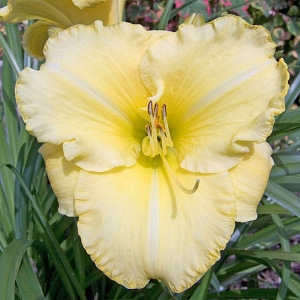 Лилейник Айскэп