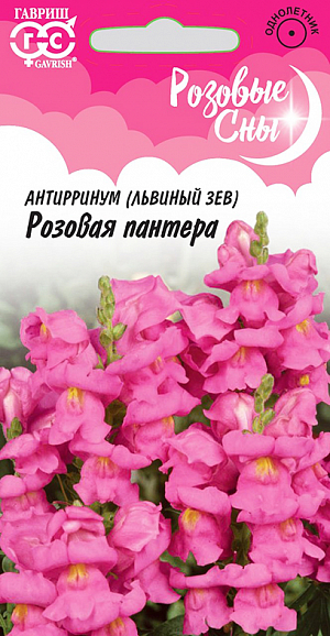 Семена Львиный зев (Антирринум) Розовая пантера.
Львиный зев цветок простой и незамысловатый. Его выращивание не составляет большого труда. Вместе с тем, его красота и очарование сделали антирринум одним из самых популярных однолетников среди других, обосновавшихся в цветниках. Главная гордость растения — это необычные цветочки. Их оригинальная форма, напоминающая зевающие мордочки, яркие, насыщенные цвета завораживают даже опытных садоводов. Цветки крупные, собраны в кистевидные соцветия нежнейших чисто-розовых тонов будут радовать своим обильным цветением долгое время, с июня до поздних заморозков. Холодостоек, светолюбив, к почвам нетребователен, в засушливый период нуждается в поливе. Выращивают рассадным способом. Для получения дружных всходов семена необходимо стратифицировать при температуре +10С. Посев проводят с начала марта до середины апреля, поверхностно, не заделывая, в ящики с субстратом и ставят на свет. Всходы появляются через 8-12 дней. Рассаду высаживают во второй половине мая с расстоянием между растениями 20 см. Антирринум хорош в срезке (в воде стоит до двух недель). Прекрасен на клумбах, в рабатках.