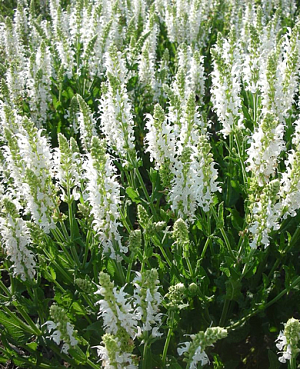 Шалфей дубравный Адриан