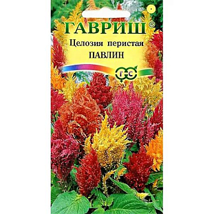 Семена Целозия перистая Павлин