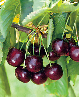 Саженцы Черевишня (дюк) Спартанка