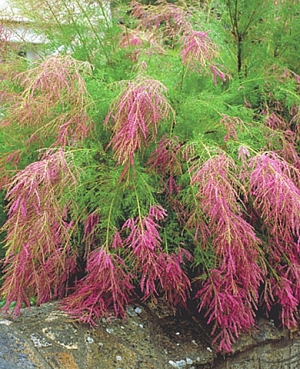 Тамарикс ветвистый Рубра