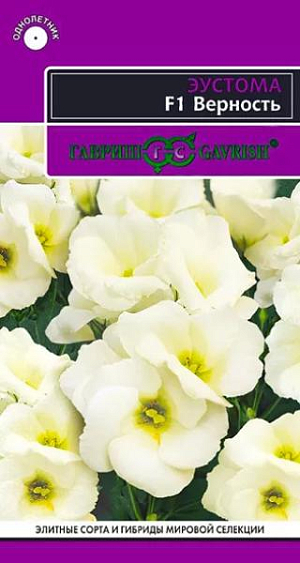 Семена Эустома Верность F1.
<p>
 Сказочно красивое и очень нежное однолетнее растение с цветками похожими на полуоткрытые бутоны розы, с атласными, спиралевидно расположенными лепестками. Низкорослый, компактный сорт, специально предназначенный для посадки в контейнеры и для комнатной культуры. Стебли прочные, разветвленные, до 25 см высотой, образуют на верхушке целый букет белых цветков. Предпочитает полутень, окультуренную почву, регулярные поливы и опрыскивания, не переносит сквозняков. Отличается мощной корневой системой и устойчивостью к заболеваниям, вызванными бактериями, мешающими нормальному развитию растений. Для получения цветущих растений в июле-августе посевы проводят в конце февраля-начале марта. Семена высевают поверхностно, слегка вдавливая в субстрат и накрывают стеклом. При температуре 16-19оС всходы появляются через 20-25 дней. В горшок пикируют сеянцы в фазе 4-х настоящих листьев через 12-13 недель. В грунт высаживают, когда минует угроза заморозков. На зиму растения можно перенести в зимний сад и выращивают как комнатные.
</p>
<p>
 &nbsp;
</p>