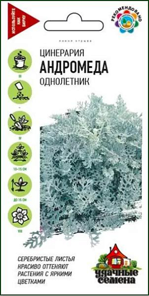 Семена Цинерария Андромеда приморская.
Цинерария считается одним из лучших бордюрных и ковровых растений, эффектно контрастирует со многими декоративными растениями. 
Ее перисто-раздельные листья, длиной до 15 см, снизу покрыты серебристым войлоком, отчего растение имеет серебристый цвет. 
Цветет в августе мелкими соцветиями, которые по мере появления удаляют. Цинерарии любят солнечные места, где лучше всего проявляется окраска листьев. Выносят они и полутень. Предпочитают не очень плодородные и не слишком увлажненные почвы. 
Великолепно сочетается с бегониями вечноцветущими, бархатцами, лобелиями, колеусами и другими растениями.