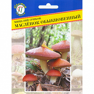 Мицелий грибов Маслёнок обыкновенный Мицелий грибов Маслёнок обыкновенный