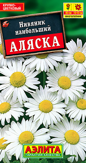 Семена Нивяник наибольший Аляска.
Многолетник. 
Высота растения 100 см. 
Диаметр цветка 10-12 см.

Неприхотливый, популярный многолетний сорт. Очень устойчивый по сравнению с другими сортами нивяника, на одном месте растет 3-4 года. Высота куста в пору цветения 90-100 см. Цветет с июля до поздней осени. Соцветия-корзинки крупные, одиночные, диаметром 10-12 см. Используется в групповых посадках на фоне кустарников, в миксбордерах, цветниках ландшафтного стиля и на срезку. Срезка сохраняется до 10 дней. Отлично сочетается с колокольчиками, эхинацеей, декоративными злаками, синеголовником. 
Посев. Выращивают рассадным способом или прямым посевом в открытый грунт рано весной или под зиму, в конце октября. При весеннем посеве и температуре почвы 15°C всходы появляются через 2-3 недели. Сеянцы зацветают на второй год. Растениям необходимы регулярные поливы, прополки, рыхления и подкормки. 