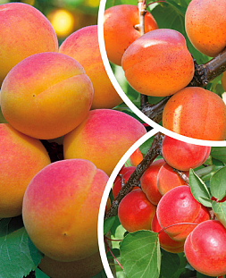 Саженцы Комплект полукарликовых абрикосов №4: Кичигинский, Погремок, Челябинский ранний