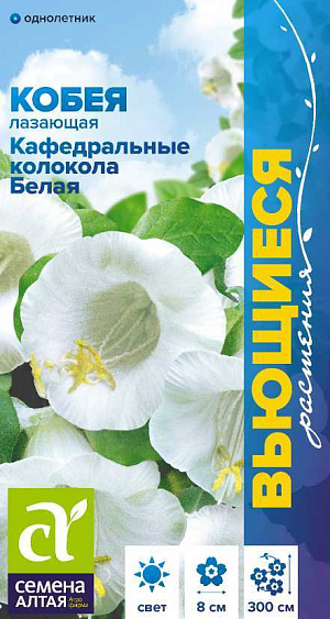 Семена Кобея Кафедральные колокола Лазающая белая

Великолепный быстрорастущий вьющийся полукустарник, выращиваемый в культуре как однолетник. Одно из лучших растений для вертикального озеленения. Формирует многочисленные побеги длиной до 3 м. Крупные цветки белой окраски имеют колокольчатую форму и достигают в диаметре 8 см. Широко применяется для вертикального озеленения веранд, террас, беседок, пергол, декорирования стен построек и изгородей, также активно применяется для озеленения балконов и лоджий. 