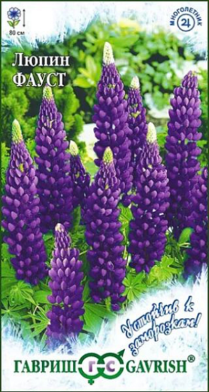 Семена Люпин Фауст<br>
 <br>
 Многолетнее растение высотой около 80 см. Стебли прямые, прочные. Листья пальчатые, на длинных черешках. Цветки темно-фиолетовые, собраны в многоцветковые кистевидные соцветия до 30 см длиной. &nbsp;Цветет с июня в течение 20-30 дней, при своевременном удалении отцветающих соцветий наблюдается повторное цветение в августе. Размножают семенами и вегетативно.&nbsp;<br>