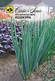 Семена Лук батун Ишикура (Лонг Уайт)
