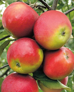 Саженцы Яблоня осенняя Анис Свердловский