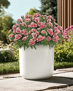 Гвоздика Супер-трупер Элизе