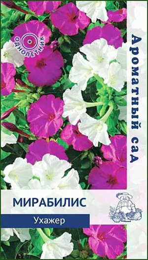 Семена&nbsp;Мирабилис Ухажер.&nbsp;Ароматные цветки.&nbsp;Многолетнее растение, используется как однолетнее. Кустики 60-80 см. высотой. Стебли прямостоячие, ветвистые. Цветёт обильно с июня до заморозков. Используют для оформления цветников, рабаток.<br>
 <br>
&nbsp;Агротехника.&nbsp;Растение свето- и теплолюбивое, засухоустойчивое. Предпочитает суглинистые, хорошо дренированные почвы. Посев семян производят в начале мая непосредственно в грунт. Глубина заделки семян 1,5-2 см. При выращивании рассады семена высевают в апреле в рассадные ящики. При температуре почвы +18-20°C всходы появляются через 5-10 дней. Сеянцы в фазе 2-3-х настоящих листьев пикируют по одному в горшочки. В июне высаживают в грунт, выдерживая расстояние между растениями 30-40 см.