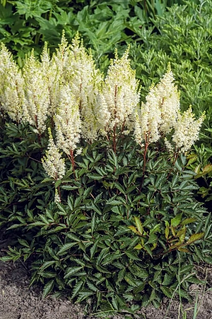 Астильба Уайтберри