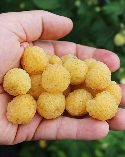 Саженцы Малина ремонтантная Янтарная Садко