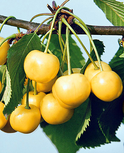 Черешня Рондо Черешня Рондо