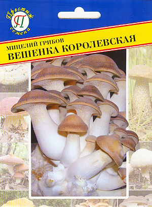Мицелий грибов Вешенка королевская