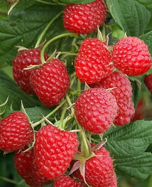 Саженцы Малина Снегирек