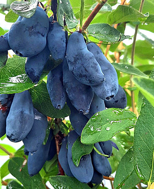 Саженцы Жимолость Суаре