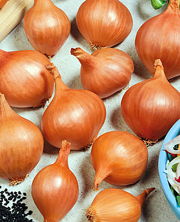 Лук семейный (шалот) Рыжик