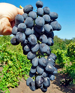 Саженцы Виноград Чарли