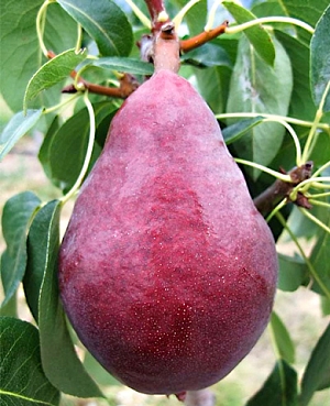 Саженцы Груша Ред Фаворитка